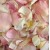 Baby Pink & Cream Mix 